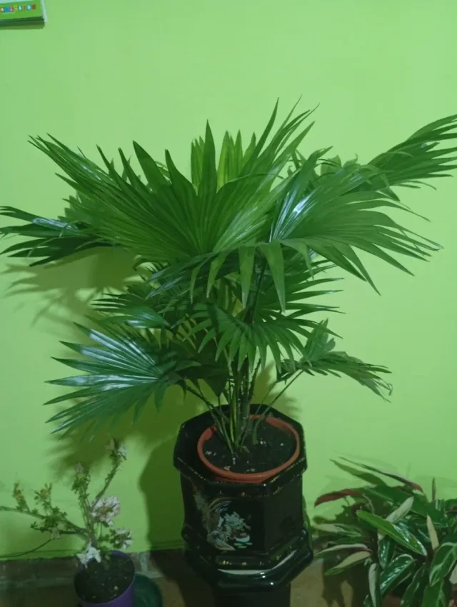 Palmera Livistona grande