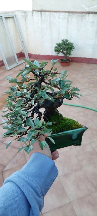 Eleagnus bonsai