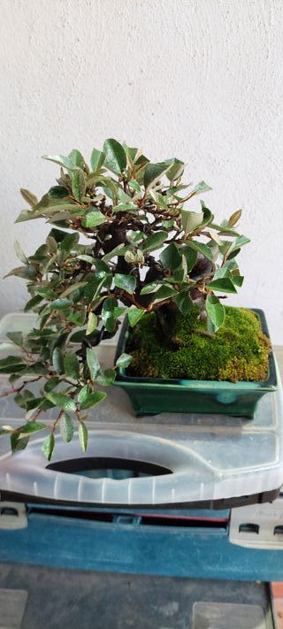 Eleagnus bonsai