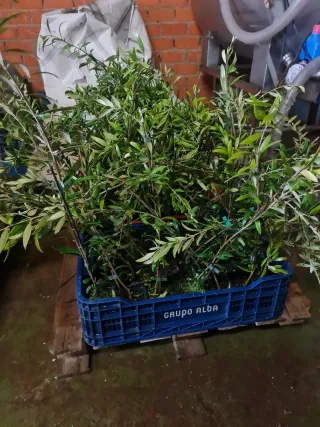 Olivos Arbequina 1 año en zamora