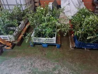 Olivos Arbequina 1 año en zamora