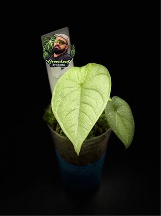 Pack Anabelle Plantas