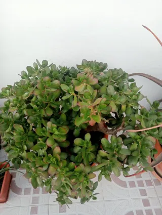 Árbol de Jade en Maceta Terracota