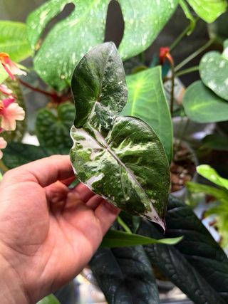 Alocasia Yucatan Princess albo/pink