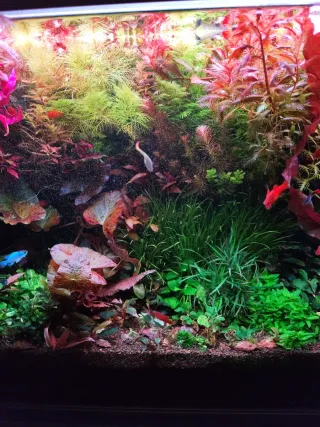 Lote poda Jorge Marbella