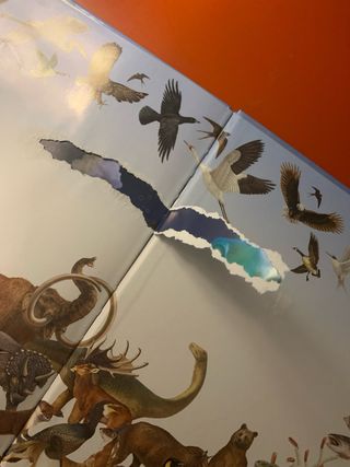 Libro Busca los animales de la tierra (Español)