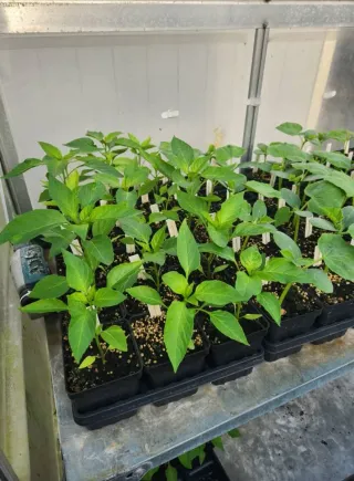 Plantas Chile Húngaro Amarillo