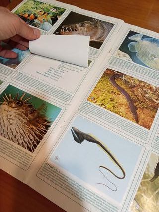 Álbum Gigante Zoocromos Cromos Animales