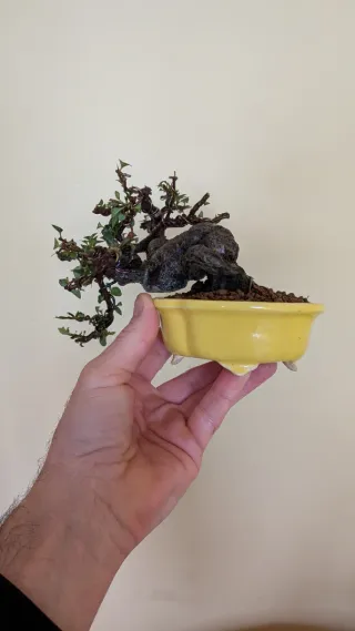 Bonsái piracanta japonesa shohin/mame