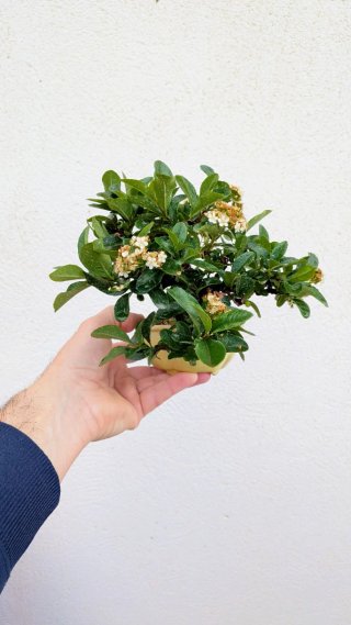 Bonsái piracanta japonesa shohin / mame
