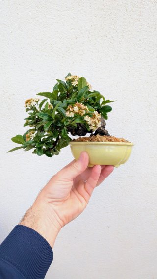 Bonsái piracanta japonesa shohin / mame