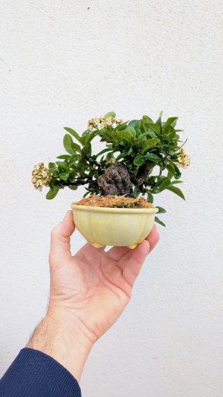 Bonsái piracanta japonesa shohin / mame