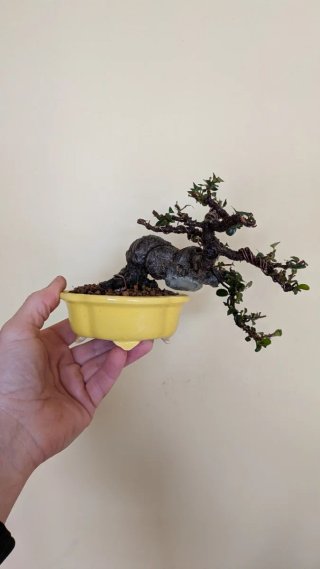 Bonsái piracanta japonesa shohin / mame