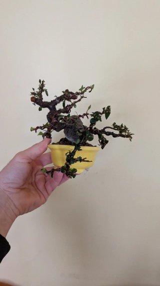 Bonsái piracanta japonesa shohin / mame