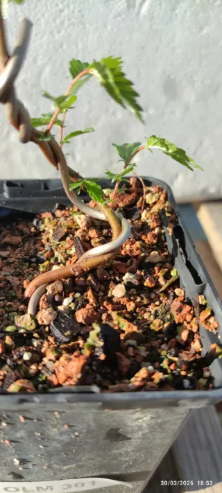 Plantón Olmo para bonsai. OLM301