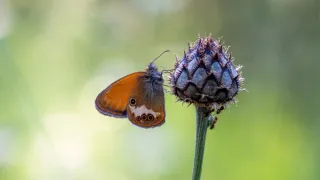 Objetivo Olympus 60mm Macro ED.