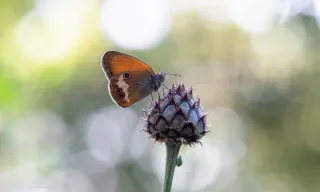 Objetivo Olympus 60mm Macro ED.