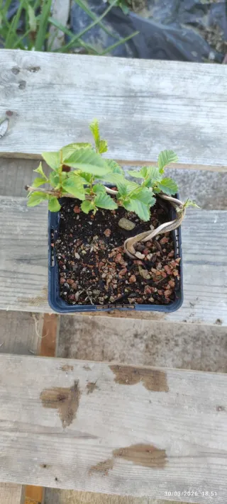 Plantón Olmo para Bonsái OLM 296