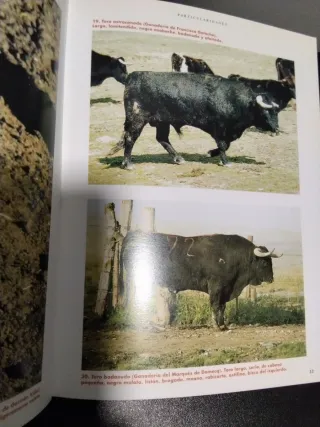 Toro de Lidia