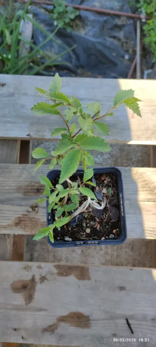 Plantón Olmo para bonsai OLM297