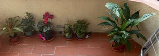 Plantas de interior y exterior