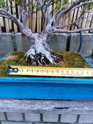 Bonsái Azalea Japonesa Rosa