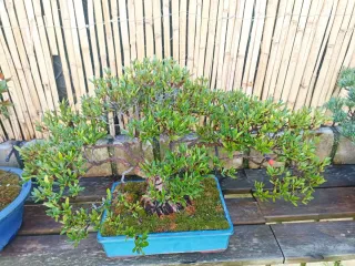 Bonsái Azalea Japonesa Rosa