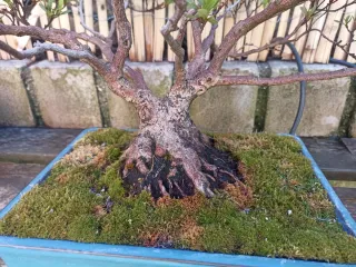 Bonsái Azalea Japonesa Rosa