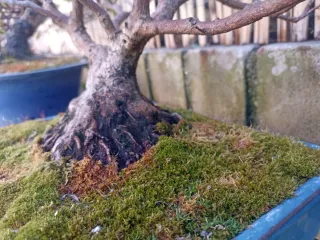 Bonsái Azalea Japonesa Rosa