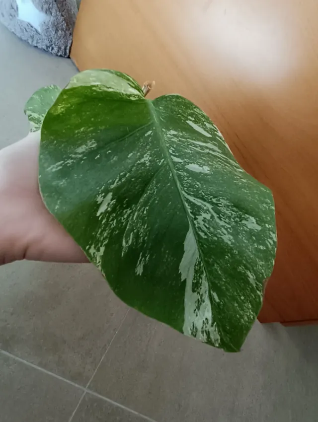Monstera Albo variegada