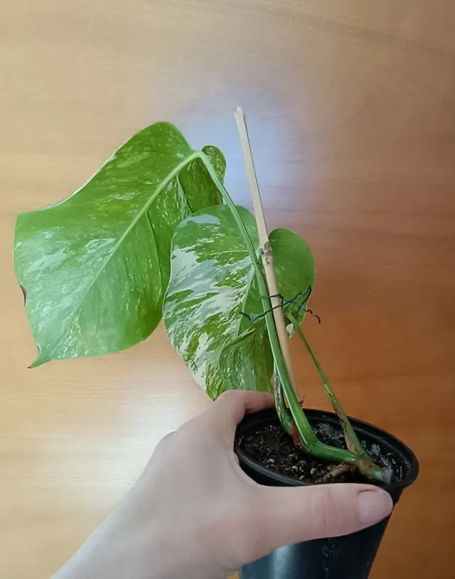 Monstera Albo variegada