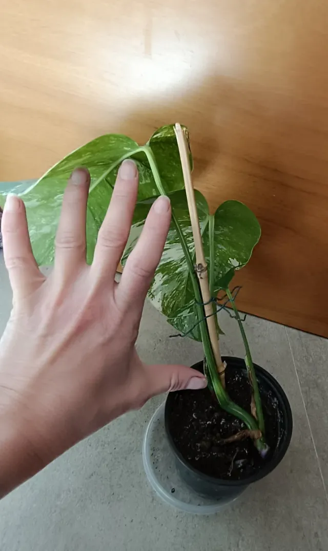 Monstera Albo variegada