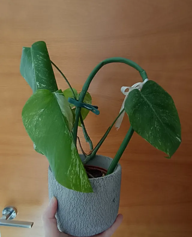 Monstera Albo Variegada Planta