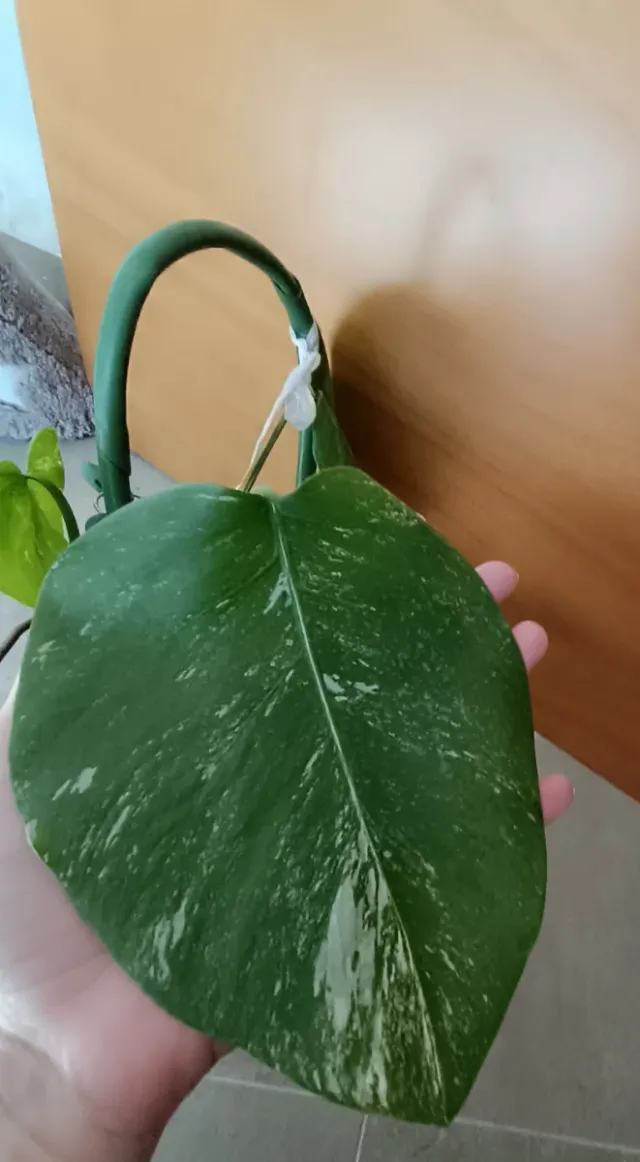 Monstera Albo Variegada Planta