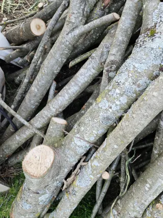 Leña verde para chimenea