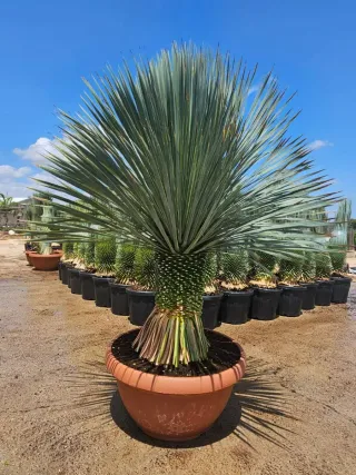 Yucca Rostrata