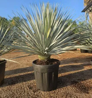 Yucca Rostrata