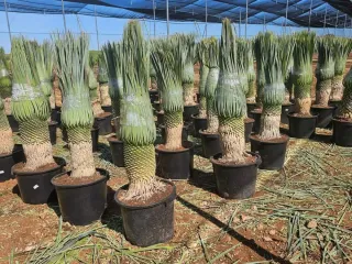 Yucca Rostrata