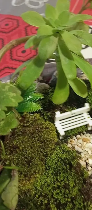 MiniJardín terrario Quieres el tuyo personalizado?