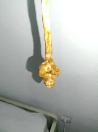 Baston Cachaba Acebuche