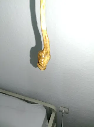 Baston Cachaba Acebuche