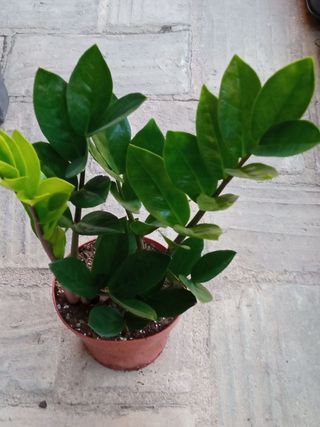 Zamioculcas zamiifolia planta de interior