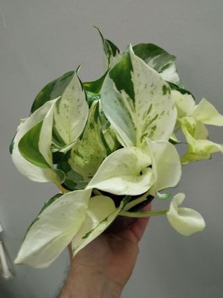 potho Blanco Happy LEAF planta interior Ø12