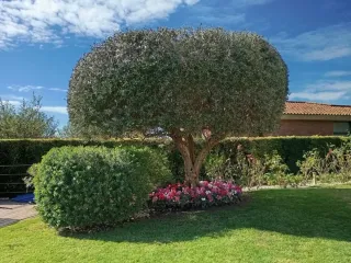 JARDINERO ECONÓMICO