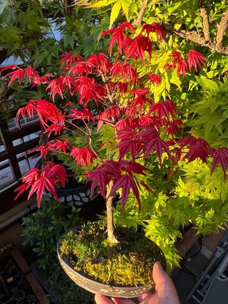 Bonsai Deshojo copa, maceta Japon pintada