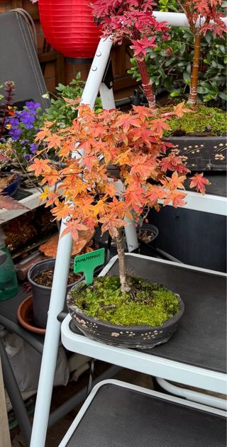 Bonsai Deshojo copa, maceta Japon pintada