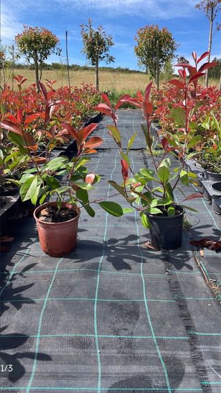 4 Photinias