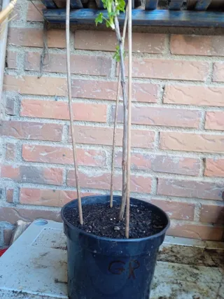 Planta de Grosella