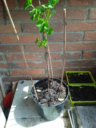 Planta de Grosella