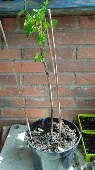Planta de Grosella